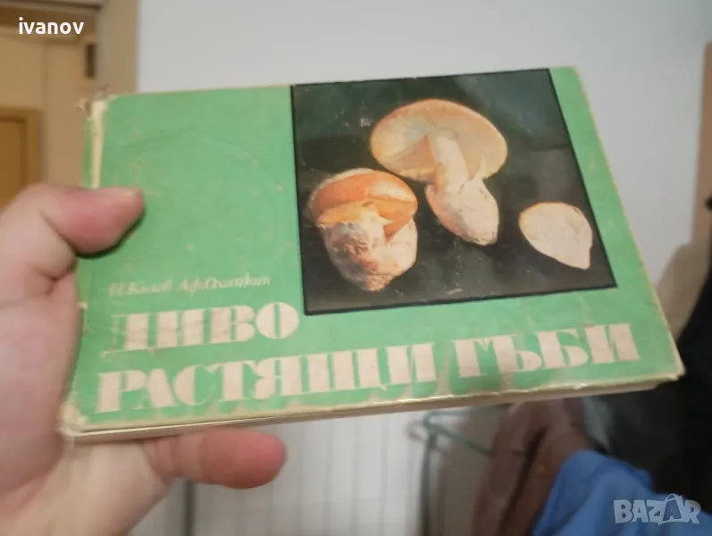 Диворастящи гъби , снимка 1