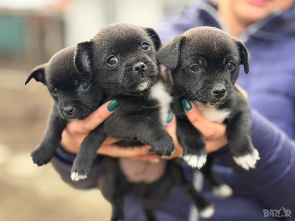 Мини чихупинчери чихуахуа пинчер, снимка 1