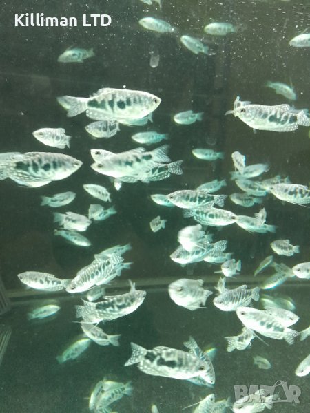 Трихогастер Козби , снимка 1