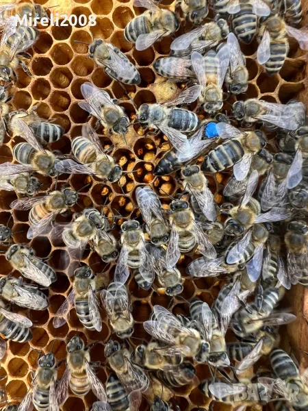 Пчелни майки и отводки, снимка 1