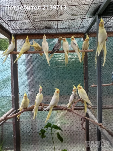 Продавам папагали млади Корели от 2025 г., снимка 1