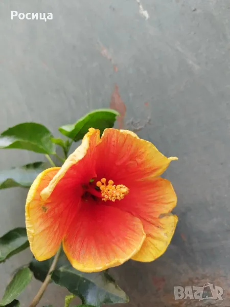 китайска роза, снимка 1