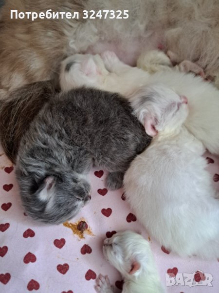 Руски СИБИРКИ невски маскарани, снимка 1