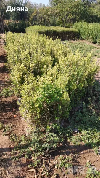 жълто зелен Лигуструм , снимка 1