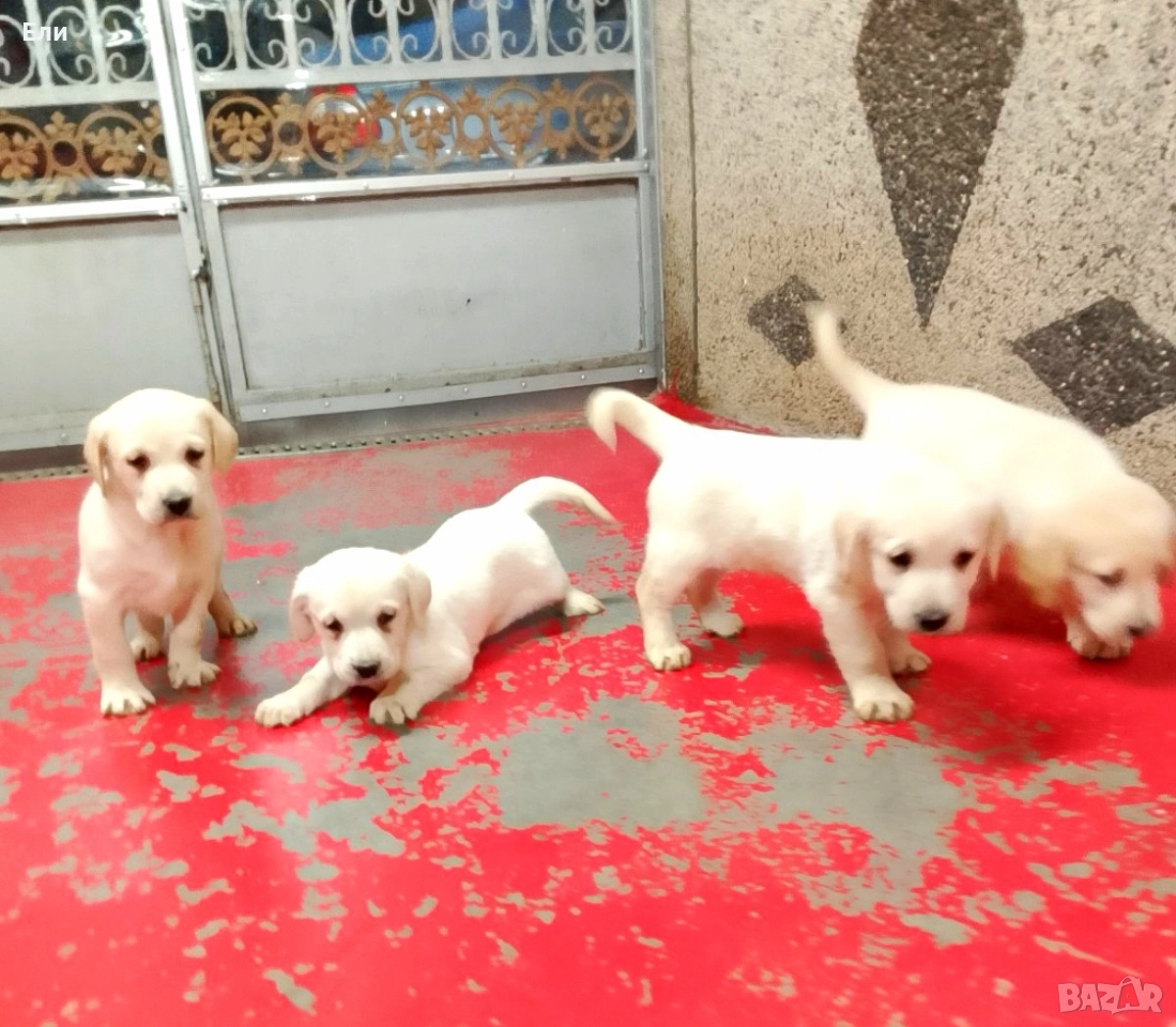 Лабрадор ретривър , снимка 1