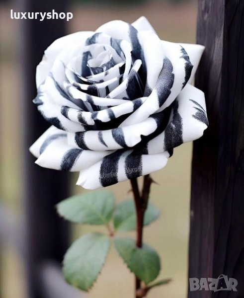 Корени готови за засаждане ” Черна Роза ”, " Нефрит ", " Дъгова " внос Холандия, сертифицирани, снимка 1