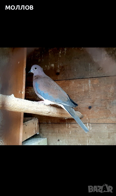 Сенегалска гургулица мъжки , снимка 1