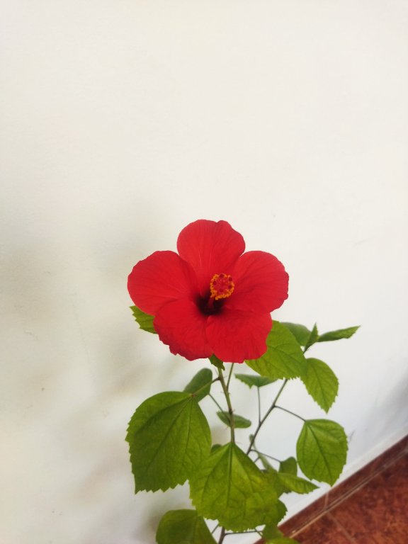 Китайска роза хибискус червена фуния 90 см в Стайни растения в гр. Айтос -  ID38143414 — Bazar.bg