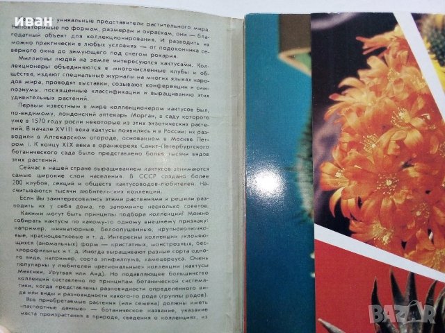 Комплект с 18 цветни картички "Кактусы", снимка 3 - Други - 30754579