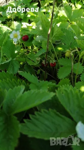 Горска ягода, снимка 2 - Разсади - 50174236