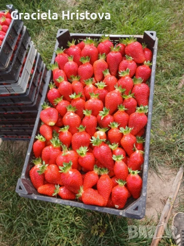 Продавам разсад ягоди , снимка 3 - Сортови семена и луковици - 54365234