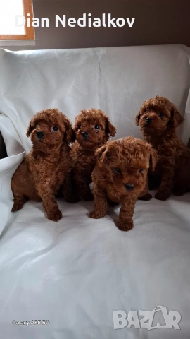 Той пудел / Теа Къп ., снимка 2 - Пудели - 53343824