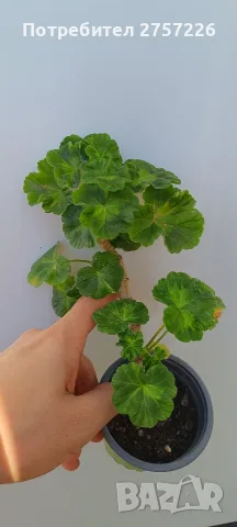 Pelargonium Sutavres Igor , снимка 3 - Стайни растения - 56374692