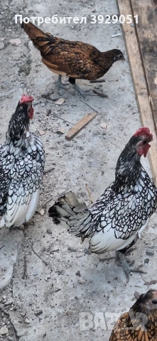 продавам ярки и петли зибрайт, снимка 5 - Кокошки и пуйки - 50129003