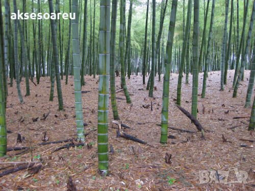 100 броя бамбукови семена от декоративен бамбук Moso Bamboo зелен МОСО БАМБО за декорация и украса b, снимка 14 - Сортови семена и луковици - 37711514
