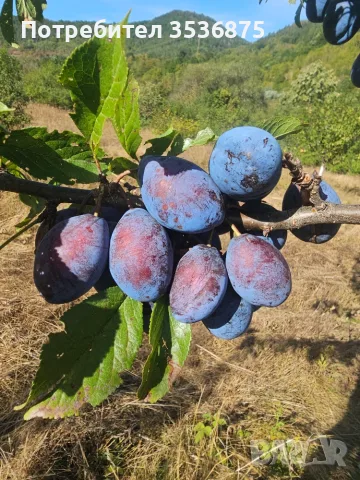 🍑☀️ НАТУРАЛНИ СУШЕНИ НА СЛЪНЦЕ СИНИ СЛИВИ ОТ ЕЛЕНСКИЯ БАЛКАН ☀️🍑, снимка 13 - Домашни продукти - 56139374