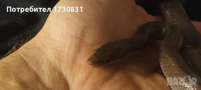 Африканска къщна змия (boaedon fugilinosus) - черна, снимка 2 - Змии - 52353601