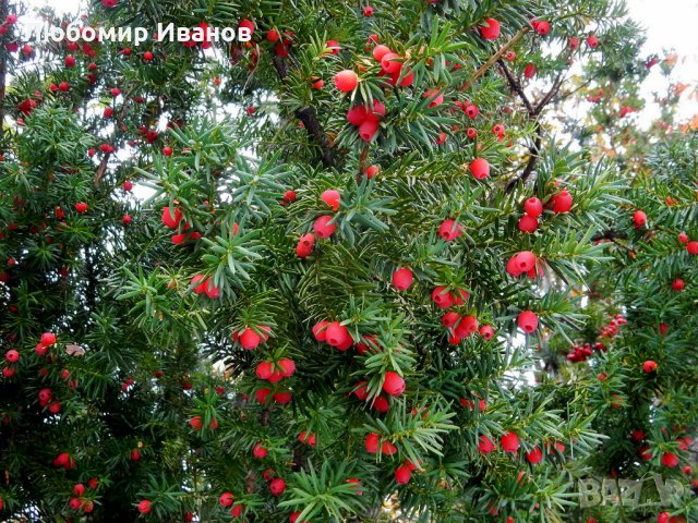 Семена от иглолистни дървета-Секвоя Бор Смърч Кедър Ела Тис Кипарис Туя Криптомерия Гинко, снимка 6 - Сортови семена и луковици - 25642320