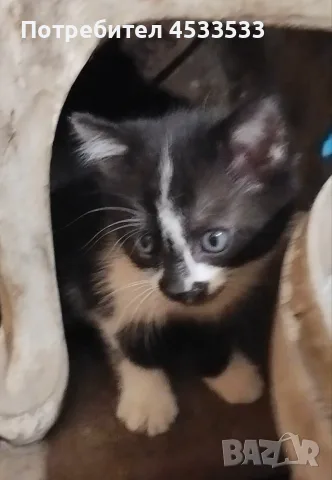 Подарявам котенца
