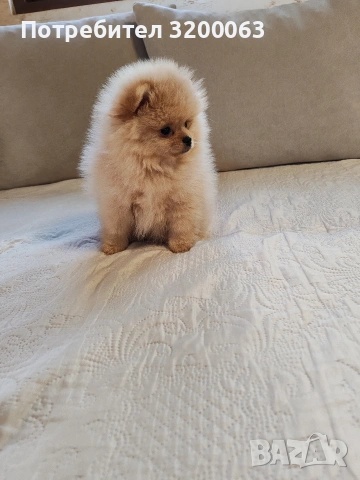 Померан женско мини размер , снимка 9 - Померан - 54113214