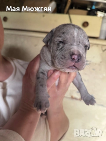 XL American Bully с родословие и сертификат, снимка 14 - Други - 53883611