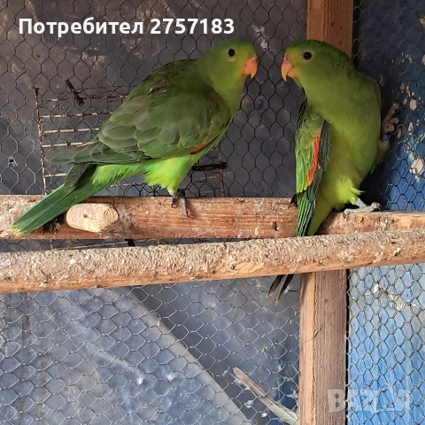продавам папагали чифт червнокрили папагали, снимка 6 - Папагали - 52755581