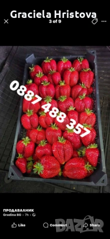 Продавам здрав разсад ягоди  целогодишни , снимка 5 - Сортови семена и луковици - 53945514