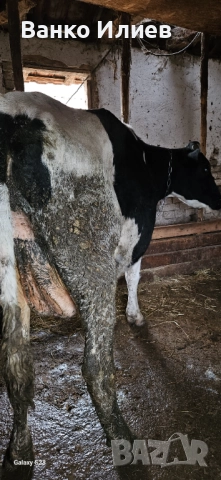 Свободни 6 редовни крави , снимка 7 - Крави - 52412161