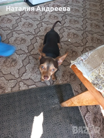Предлагам мъжки пинчер за разплод , снимка 7 - Пинчер - 54207855