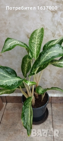 Аглаонема Milky way 