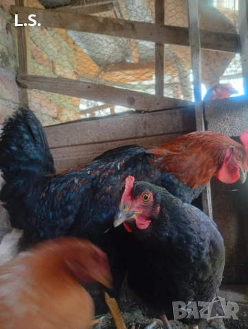 Продам пилета ,ярки , петлета , пуйки, снимка 2 - Кокошки и пуйки - 51726042