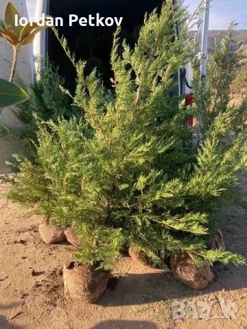 Лейланди 200 см., снимка 3 - Градински цветя и растения - 47553635