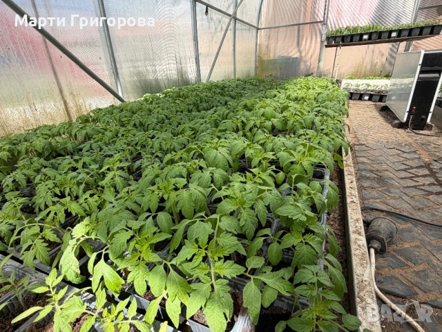 Разсад домати Нови Искър, снимка 4 - Разсади - 54182213