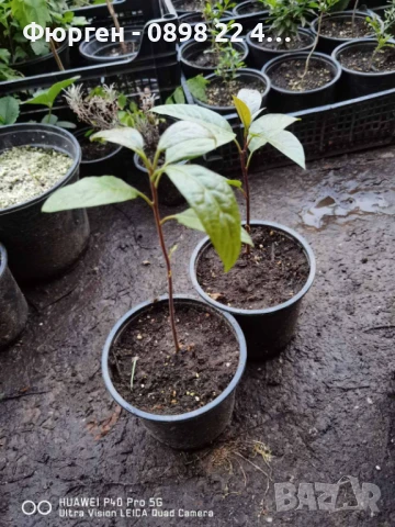 Авокадо, снимка 4 - Разсади - 51109070