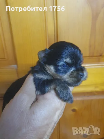 Yorkshir terrier, boy., снимка 2 - Йоркширски териер - 55805478