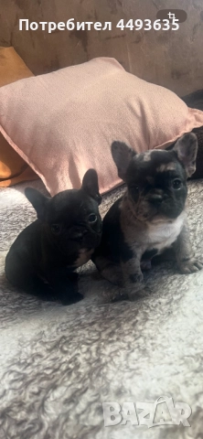 Френски булдог