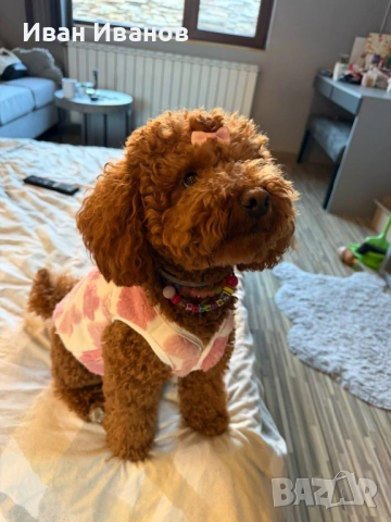 Той мини пудел