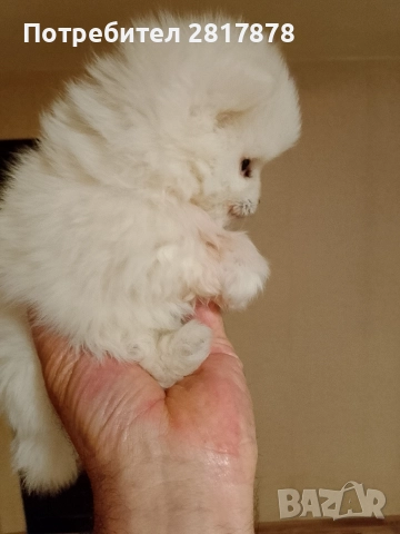 мини шпиц померан , снимка 3 - Шпиц - 52702347