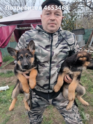 Немска овчарка , снимка 4 - Немска овчарка - 52441142