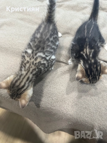 Бенгалски котенца