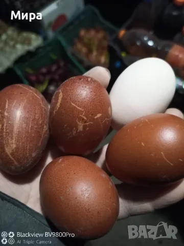 яйца за люпене от син  маран, снимка 6 - други­ - 21087563