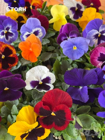 Зимоустойчиви теменужки