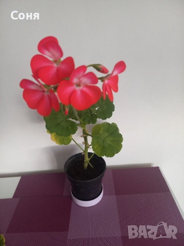 Мушкато , снимка 2 - Градински цветя и растения - 53679174