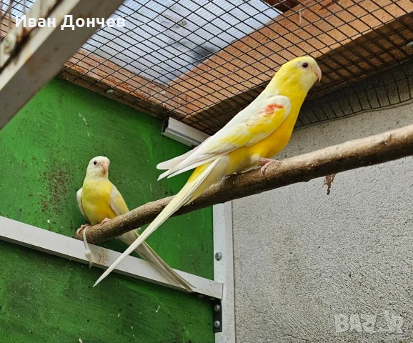 Двойка Пойни папагали  