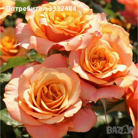 Роза 25, снимка 4 - Градински цветя и растения - 36093533