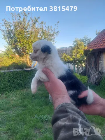 Дългокосмест мъжки мини чихуахуа , снимка 1