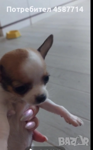 мини Чихуа , снимка 1