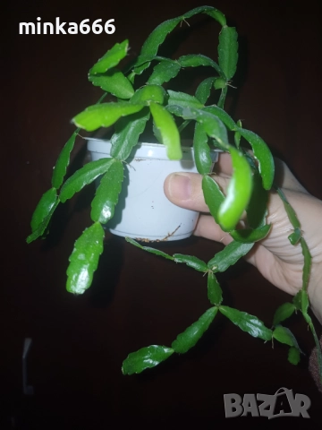 Коледниче, снимка 3 - Стайни растения - 52813831