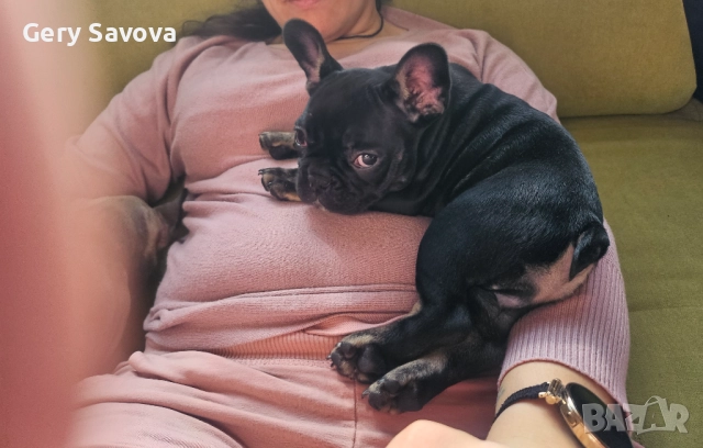 2 женски кутрета Френски булдог ( френчи ), снимка 3 - Френски булдог - 52716774