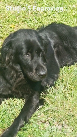 Търси дом , снимка 3 - Голдън ретривър - 54162881